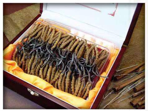 香坊冬虫夏草回收